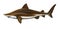 Sand shark side view illustration realistic isolate art.