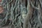 Sand stone buddha head trapped in bodhi tree roots