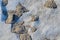 Sand and stones and snow on the shoreline of Lake Ontario