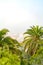 Sand storm against palm trees and cactus. Mist with sand and dust from Africa. Calima on Canary Islands. Tenerife