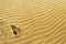 Sand texture with predator footprints on a desert dune with patterns in the form of waves created by the wind