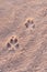 Sand texture with predator footprints on a desert dune with patterns in the form of waves created by the wind