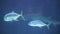 Sand tiger shark and fish