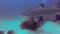 Sand Tiger Shark Or Grey Nurse Shark Swimming Close Up To Scuba Divers Taking Photos