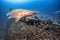 A sand tiger shark swims over the USS Tarpon in Monitor National Marine Sanctuary.