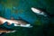 Sand tiger sharks (Carcharias taurus) underwater