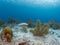 Sand Tilefish, Malacanthus plumieri. Bonaire, Caribbean Netherlands. Diving holiday