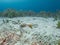 Sand Tilefish, Malacanthus plumieri. Bonaire, Caribbean Netherlands. Diving holiday