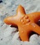 Sand toy star fish