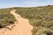 Sand trail, Flowers and vegetation in the beach in Almograve