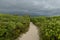 Sand trail in the middle of coastal vegetation and rain clouds on the Island of the Cardoso