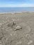 Sand turtle on a deserted beach with human footprints.