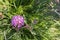 Sand verbena, annual fragrant clustered small springtime pink magenta desert wildflower found in southwest, Joshua Tree