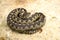 Sand viper basking on a rock