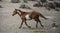 Sand Wash Basin wild horse gallops