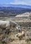 Sand Wash Basin wild horse love