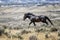 Sand Wash Basin wild horse running