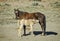 Sand Wash Basin wild horses nursing