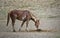 Sand Wash Basin wild horses poo