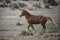 Sand Wash Basin wild horses runs