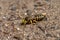 The sand wasp