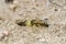 Sand wasp