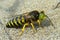 Sand wasp Bembix rostrata (Crabronidae)