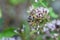 The Sand wasp Bembix rostrata on a flower