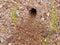 Sand Wasp Burrow