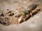 Sand wasp dragging a huge stone