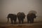 Sand and water flying as the sand storm hits the elephants