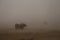 Sand and water flying as the sand storm hits the elephants