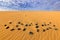 Sand waves in the wild nature. Dunas Maspalomas, Gran Canaria, Spain. Yellow sand. Sand desert with beautiful rare blue sky with w