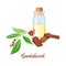 Sandalwood essential oil in glass bottle with cork, Chandan leaves, sticks, aromatherapy, perfume, spa, ayurveda