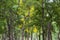 Sandalwood forest at Marayoor, near Munnar,