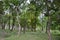 Sandalwood forest at Marayoor, near Munnar,