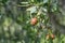 Sandalwood, Santalum spicatum, nuts on the tree