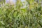 Sandalwood Tree Santalum album with Flowers Fruits   Green Leaves and Sky in Background