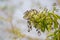 Sandalwood Tree Santalum album with Flowers Fruits Green Leaves and Sky in Background