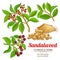 Sandalwood vector set