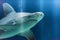 Sandbar shark