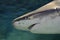 Sandbar shark