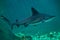 Sandbar shark Carcharhinus plumbeus.