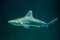 Sandbar shark Carcharhinus plumbeus.