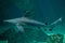 Sandbar shark Carcharhinus plumbeus.