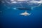 Sandbar shark under boat in Oahu, Hawaii