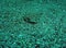 Sanddab fish camouflaged on the Ocean Floor