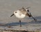 Sanderling