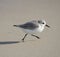 Sanderling