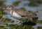 Sanderling